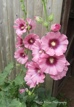 pink flowers are blooming in front of a wooden fence with green leaves on it