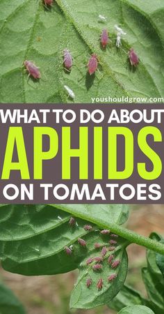 what to do about aphides on tomatoes and other vegetables in the garden?