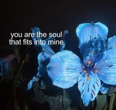 there is a blue flower with the words you are the soul that fits into mine