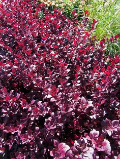 some very pretty purple plants in the grass