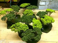 broccoli florets are arranged on a table