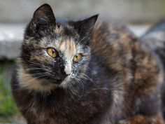 a close up of a cat on the ground