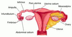 Female Reproductive System Anatomy, Female Reproductive Anatomy, Blood Sugar Diet, Vet Med, Medical Illustration