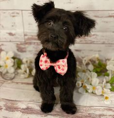 a small black dog with a pink bow tie on it's collar sitting in front of flowers