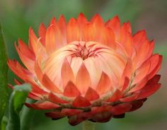 an orange and red flower with green stems