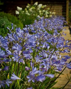 Compact yet stunning! Agapanthus 'Baby Pete' is a dwarf variety that packs a punch with its clusters of blue flowers. 🌸 Perfect for adding a pop of colour to small gardens or pots, or low borders, and it’s incredibly hardy, too. Best of all it is non-invasive and tidy in the garden. 

Features:
– Compact size with blue flowers
– Long-blooming and hardy
– Drought-tolerant

Discover the beauty of 'Baby Pete' for your garden—find out more on our website: www.pma.com.au Garden Features, My Flower, In The Garden, Blue Flowers, The Garden, Flower Garden