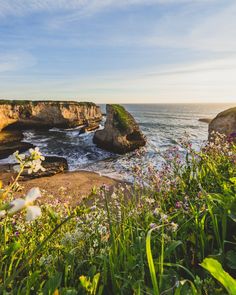 flowers growing on the side of a cliff next to the ocean with cliffs in the background