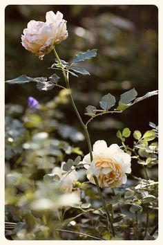 two white roses with green leaves in the foreground and another pink flower in the background