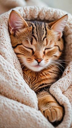 a cat sleeping in a blanket on top of a bed