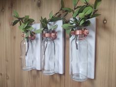 three vases with plants in them hanging on a wall