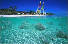 two fish swimming in the ocean with sailboats in the background