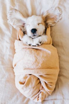 a small dog wrapped in a blanket on top of a bed