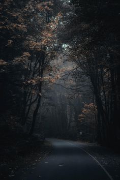 an empty road surrounded by trees in the dark