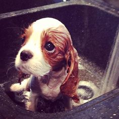 a small brown and white dog sitting in a bath tub