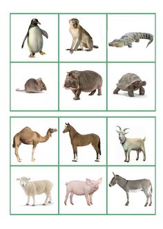 different types of animals are shown in this picture with green squares on the bottom and bottom