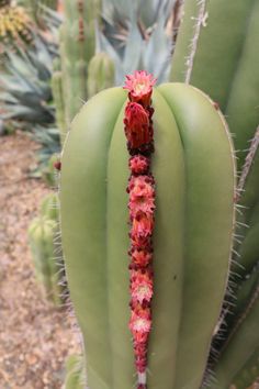 a green cactus with red flowers on it's stalk and some other plants in the background