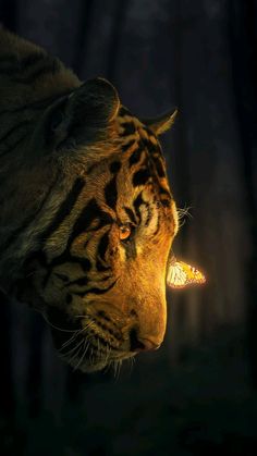 a close up of a tiger's face with its mouth open and glowing in the dark