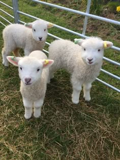 three sheep standing next to each other on top of a grass covered field in front of a fence