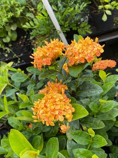 an orange flower is blooming in the garden