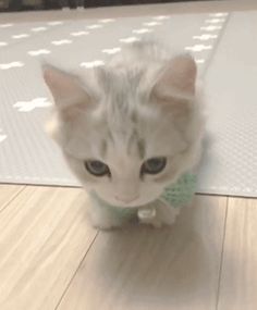 a kitten wearing a bow tie sitting on the floor in front of a white mat