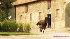 a horse is walking down the street in front of an old stone building with doors and windows