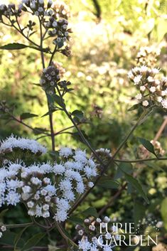 some white flowers are growing in the grass