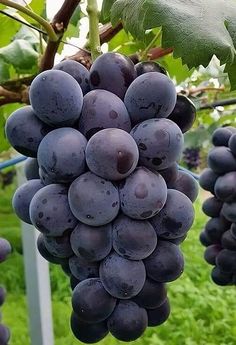 a bunch of grapes hanging from a vine