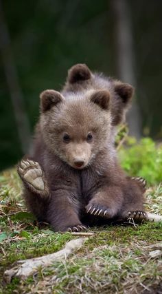 a brown bear cub sitting on the ground with its paws up in front of him