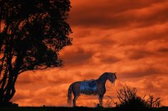 a horse standing in front of a red sky with clouds and trees on the other side