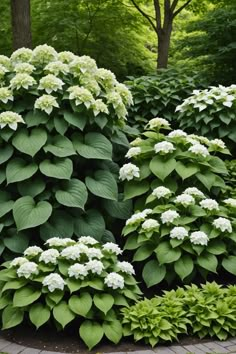 white flowers and green leaves in a garden