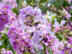 purple flowers are blooming in the garden