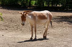 a brown and white donkey standing on top of a dirt field