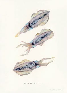 three fish are shown on a white background