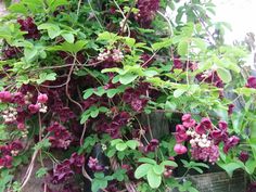 purple flowers growing on the side of a wooden fence in front of green leaves and branches