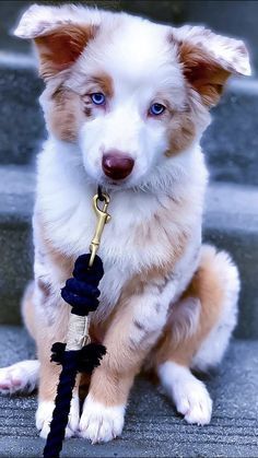 a small white and brown dog with a leash on it's neck sitting on some steps