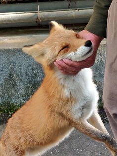 a small dog standing on its hind legs with it's mouth open