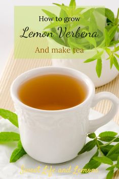 how to grow lemon verbale and make tea