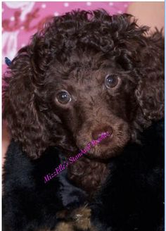 a close up of a small dog wearing a black and brown fur coat on top of a bed