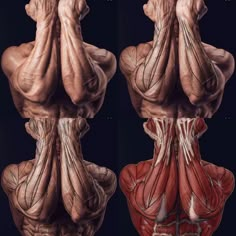 an image of the back and shoulder muscles