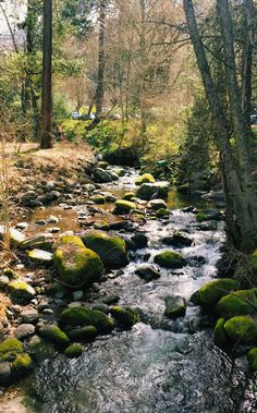 a stream running through a forest filled with lots of green mossy rocks and trees