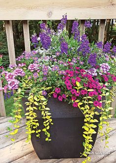 purple and yellow flowers are growing in a large pot