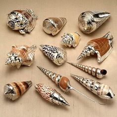 an image of sea shells on the web page for pinter's guide to seashells