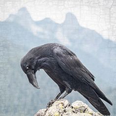 a large black bird sitting on top of a rock