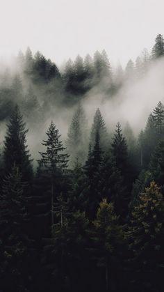 the forest is covered in fog and low lying clouds, with pine trees on either side