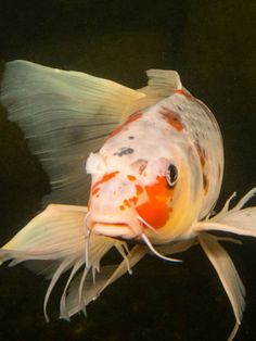 an orange and white fish swimming in the water