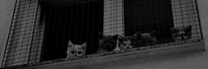 four dogs are looking out the window from behind a wire mesh fence on a building