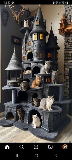 several cats sitting on top of a cat tree