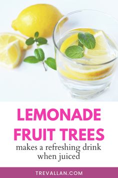 lemonade fruit trees make a refreshing drink when juice is poured in the glass with mint leaves