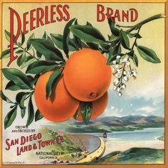 an advertisement for san diego oranges from the early 20th century, with fruit growing on it