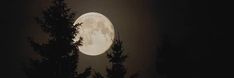 the full moon is seen through some trees